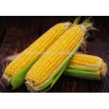 NCO01 Shengchi гибрид сладкого семена кукурузы в Китае производитель семян овощей 